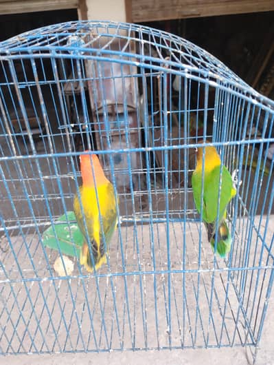 love bird parrot
