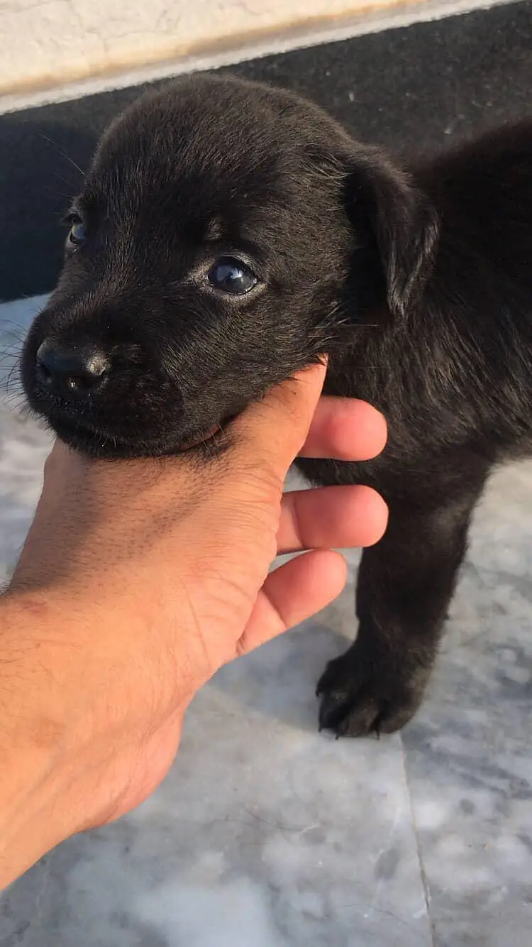 Pure Breed Labrador Puppies - Healthy, Playful, Home Raisied — photo 2