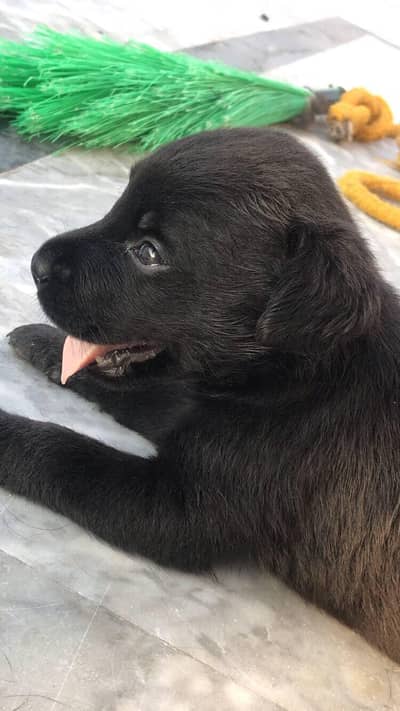 Pure Breed Labrador Puppies - Healthy, Playful, Home Raisied