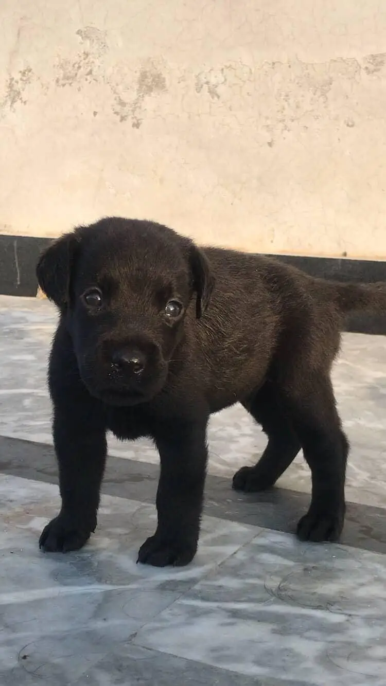Pure Breed Labrador Puppies - Healthy, Playful, Home Raisied — photo 3