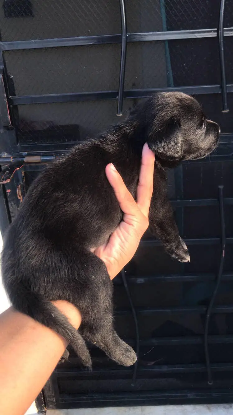 Pure Breed Labrador Puppies - Healthy, Playful, Home Raisied — photo 4