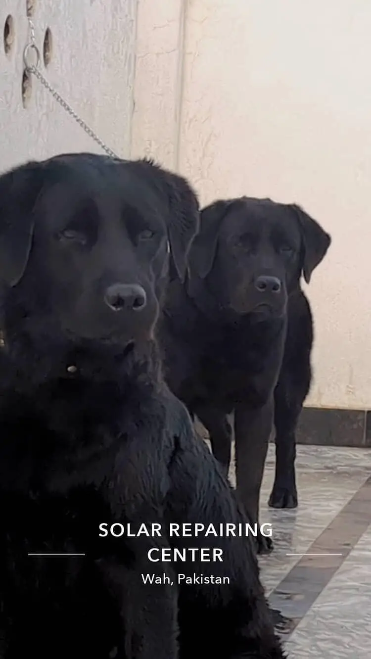 Pure Breed Labrador Puppies - Healthy, Playful, Home Raisied — photo 5