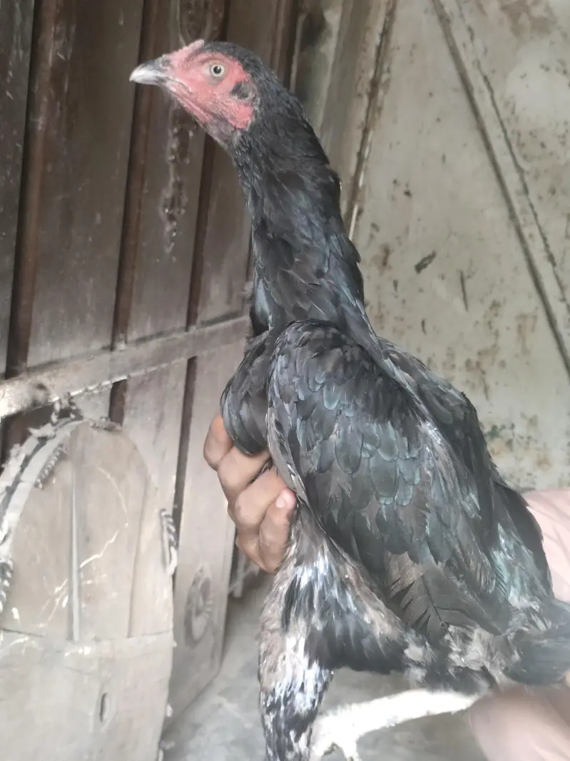 healthy aseel two pure hen and lay egg — photo 3