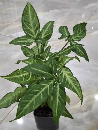 Syngonium plant.