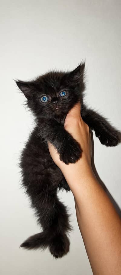 Punch Face Black Pershian kitten Brown eyes