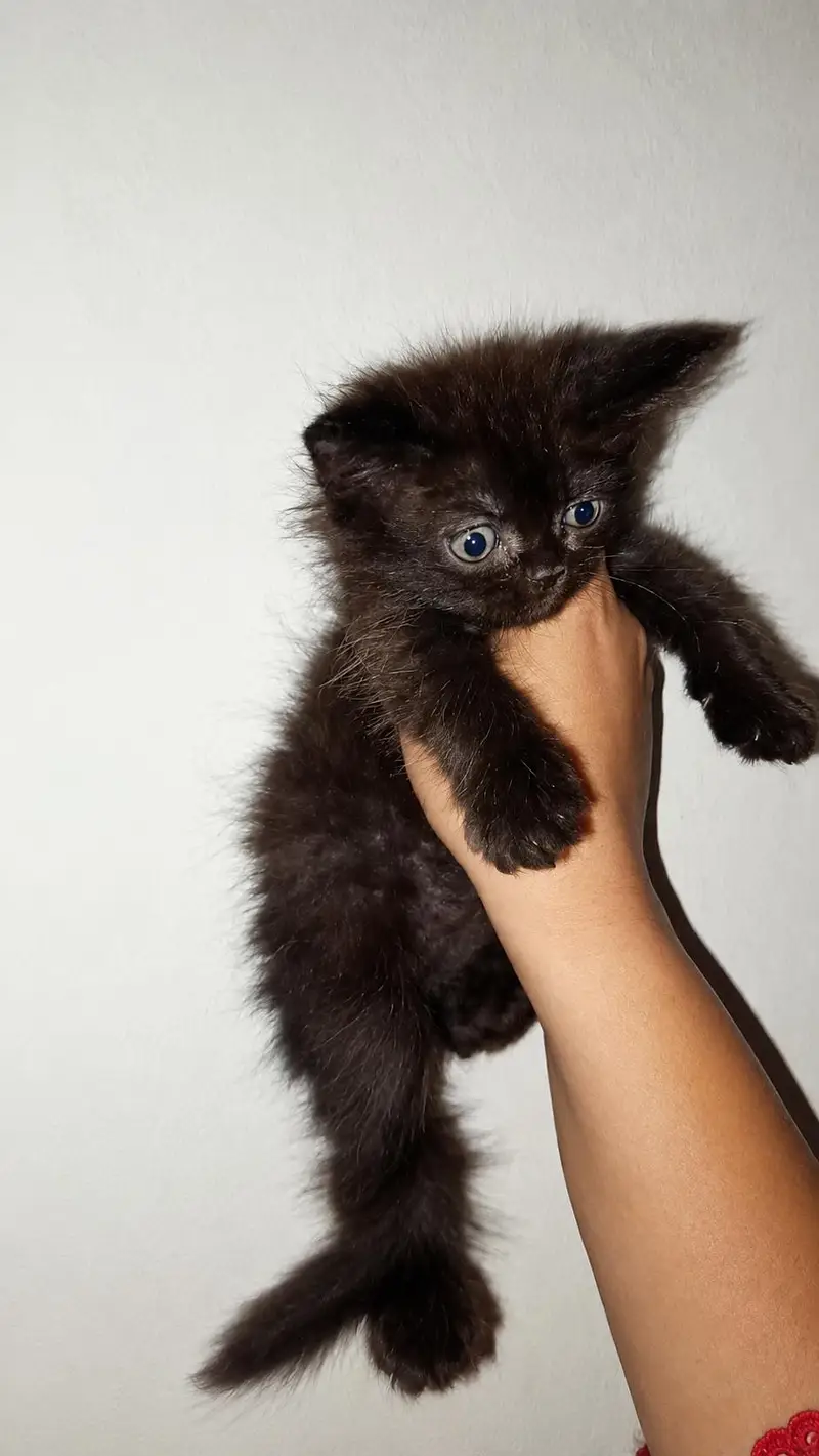 Punch Face Black Pershian kitten Brown eyes — photo 2
