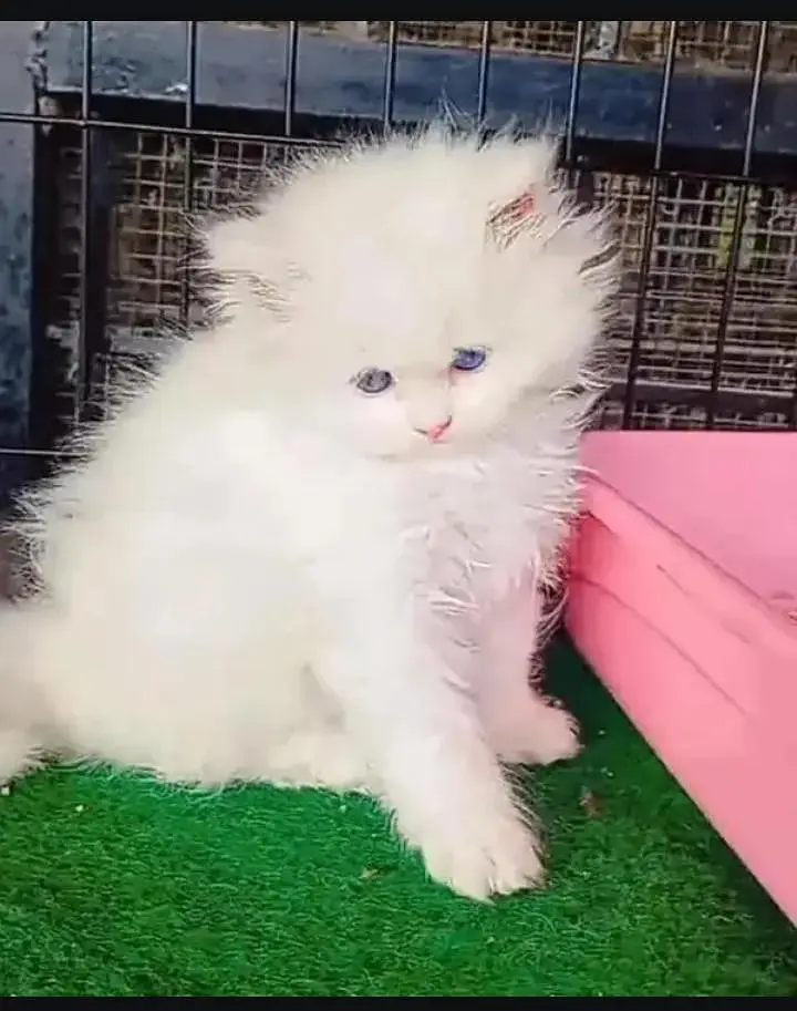 persian cat for sale — photo 3
