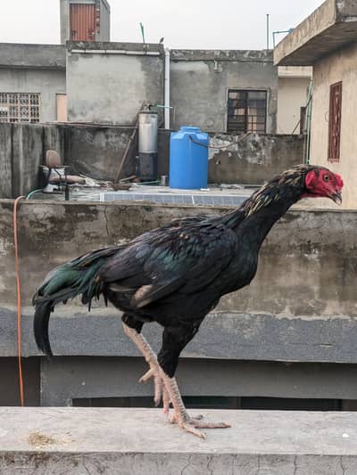 Pakistani