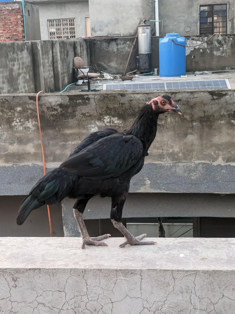 Pakistani — photo 2