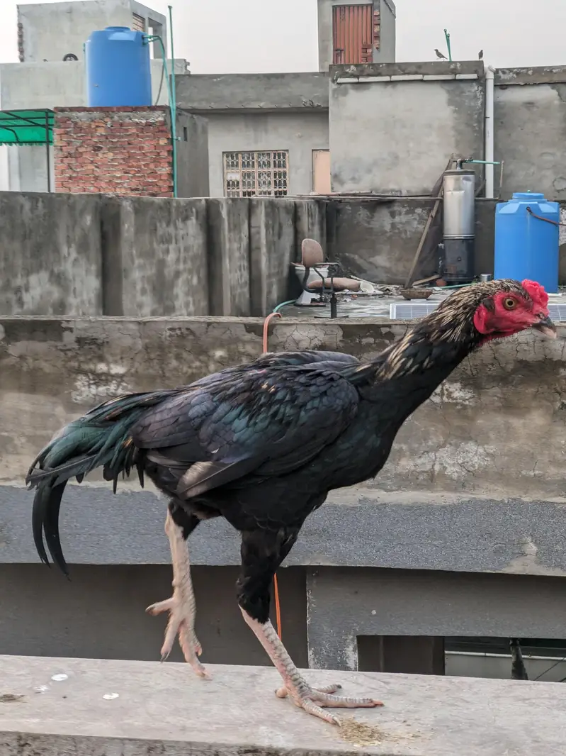 Pakistani — photo 3
