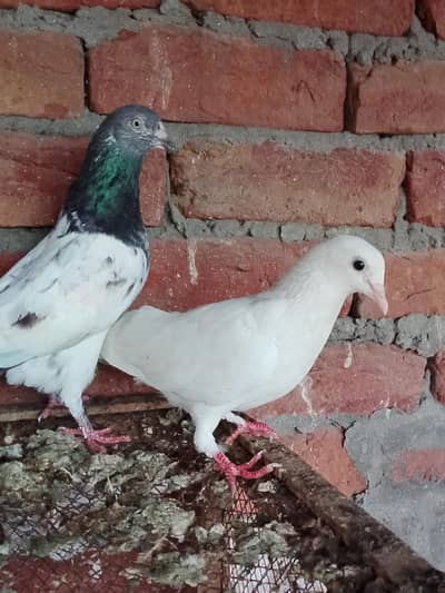 pigeons or chick for sale