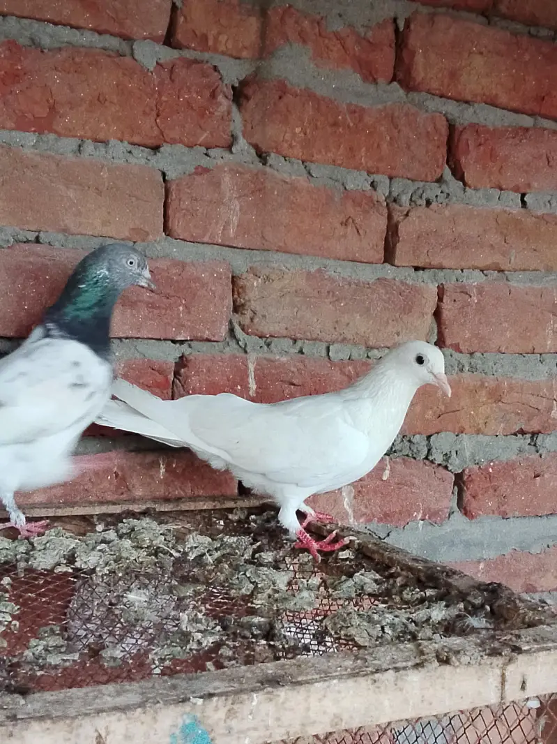 pigeons or chick for sale — photo 2