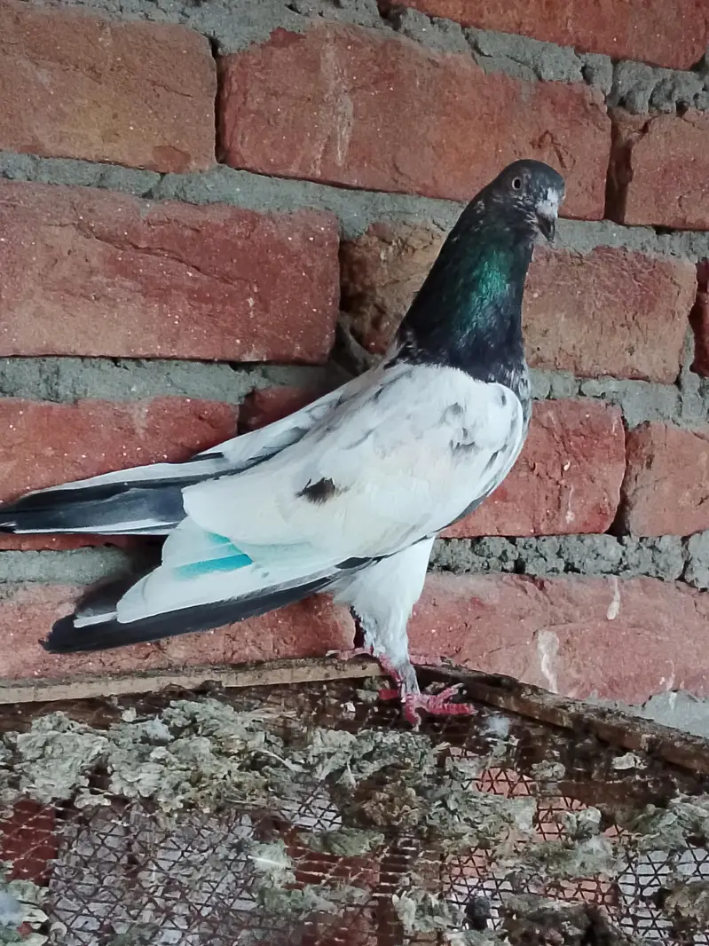 pigeons or chick for sale — photo 3