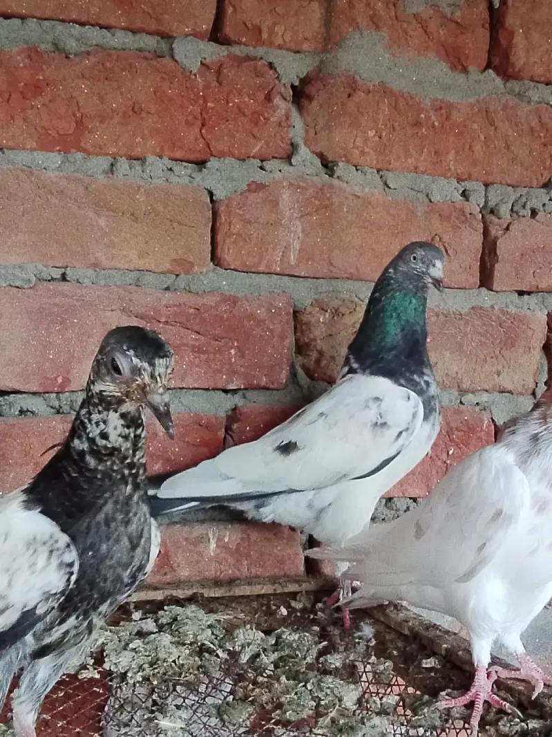 pigeons or chick for sale — photo 4