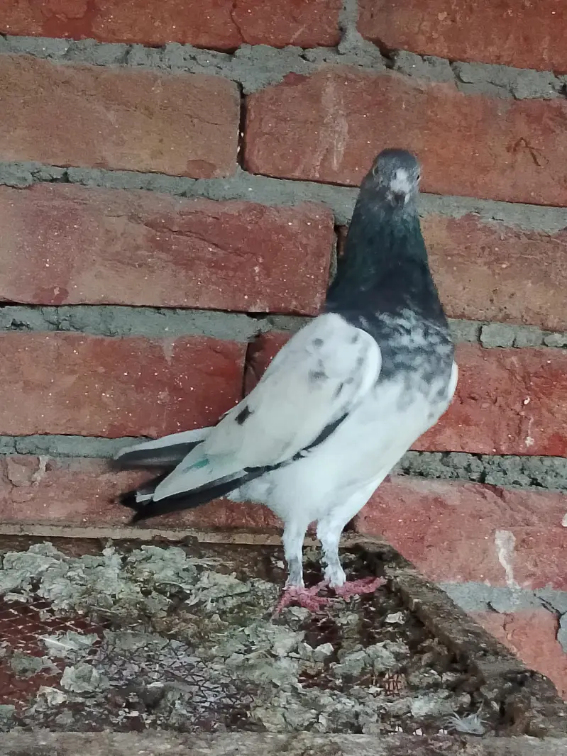 pigeons or chick for sale — photo 5