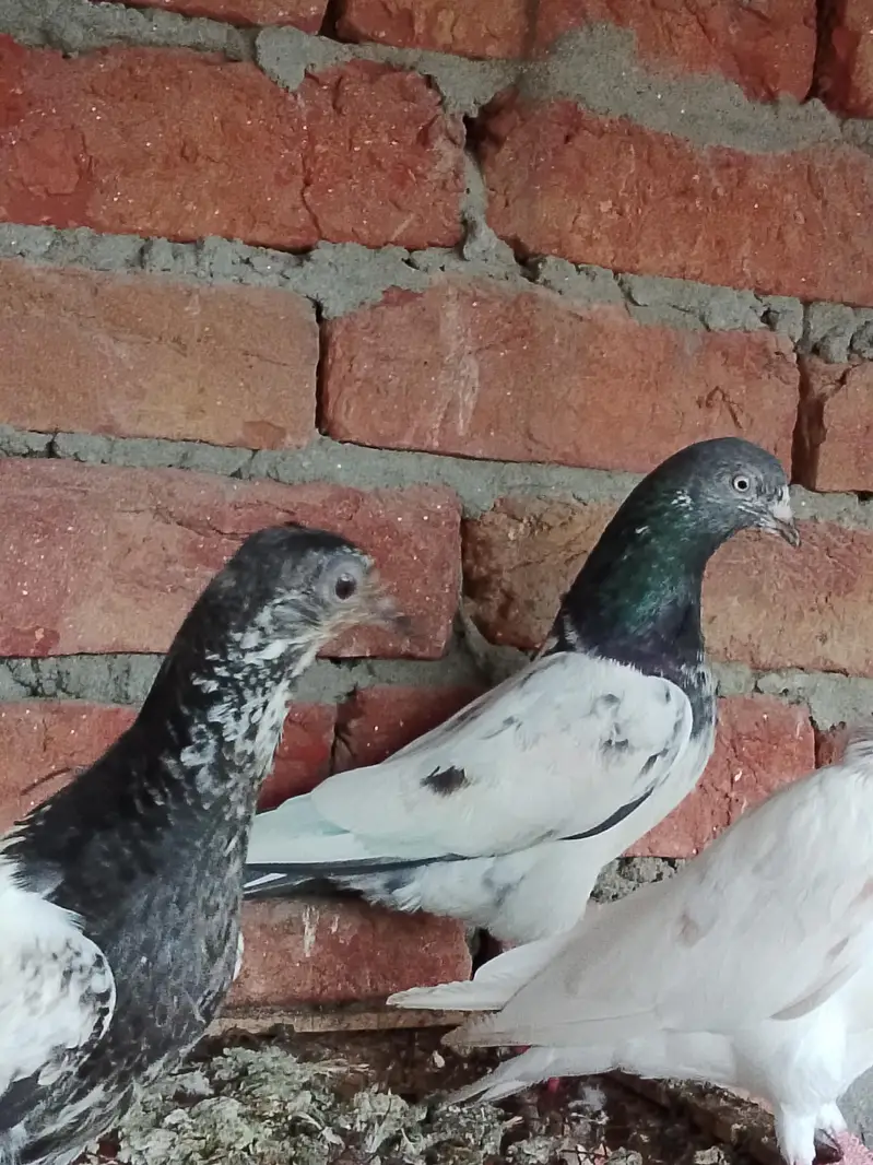 pigeons or chick for sale — photo 6