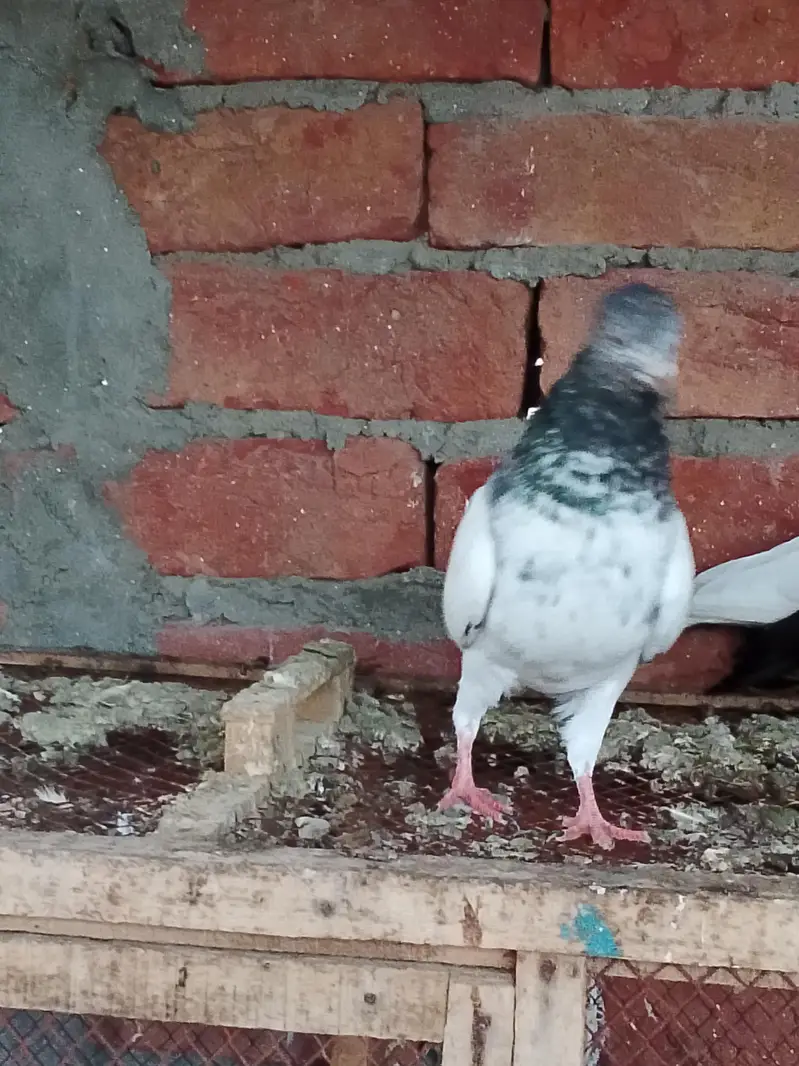 pigeons or chick for sale — photo 7