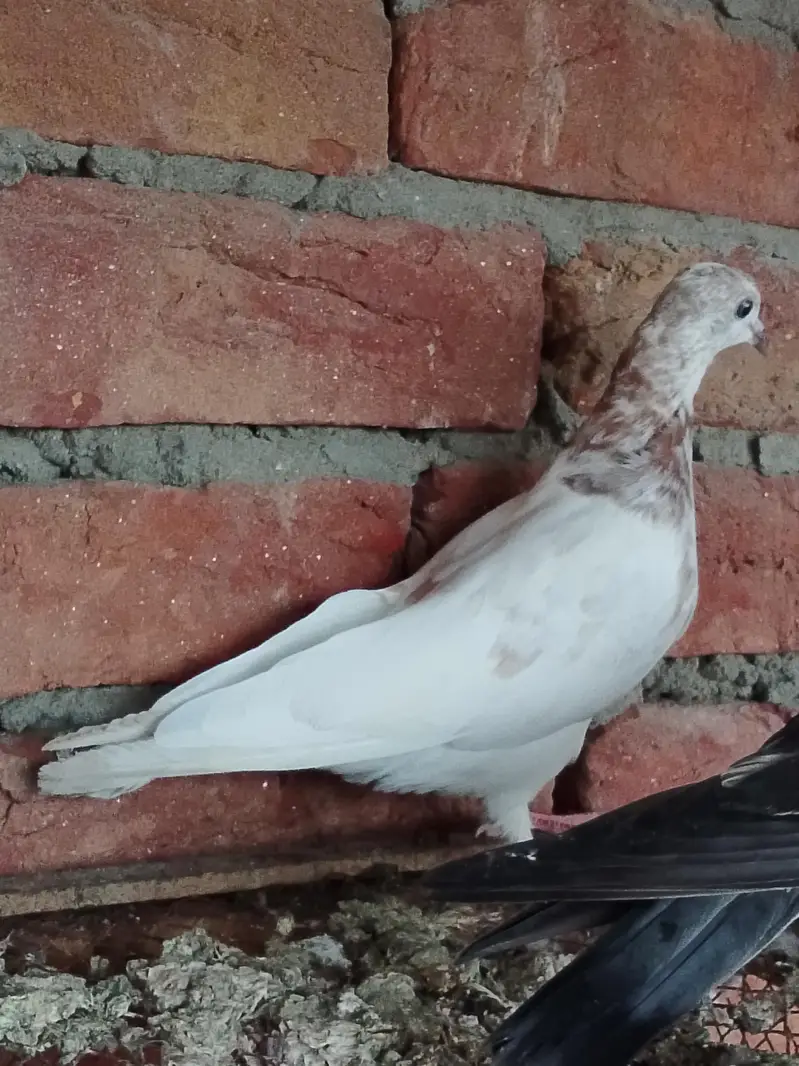 pigeons or chick for sale — photo 8