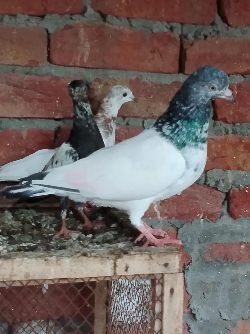 pigeons or chick for sale — photo 9
