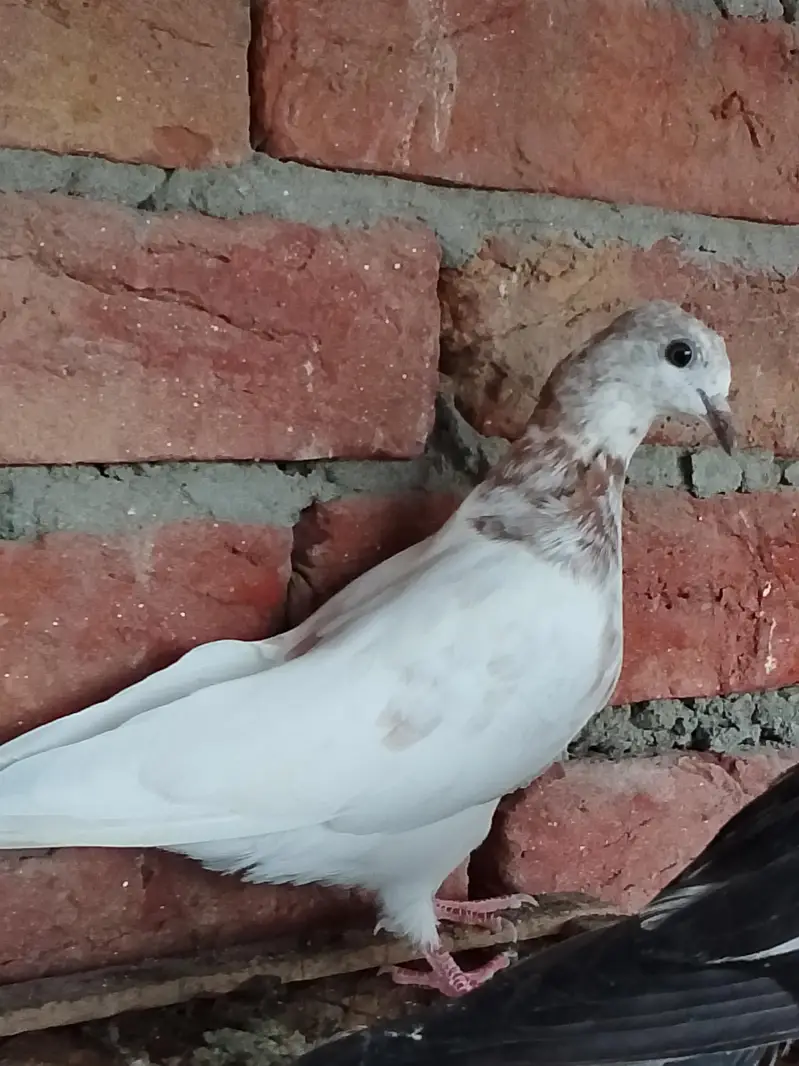 pigeons or chick for sale — photo 10