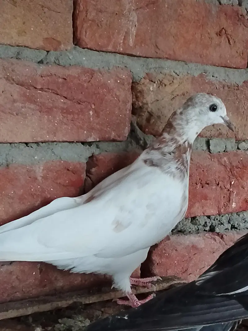 pigeons or chick for sale — photo 11