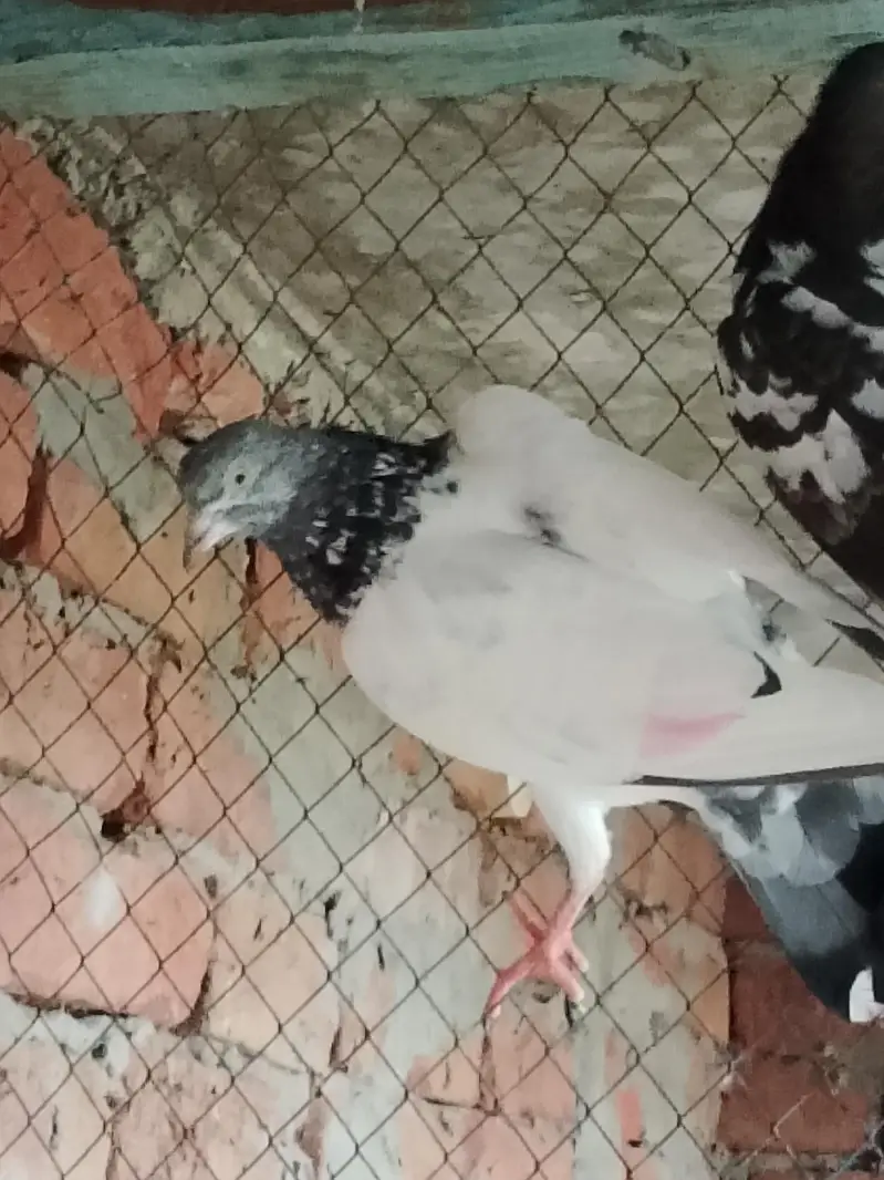 pigeons or chick for sale — photo 12