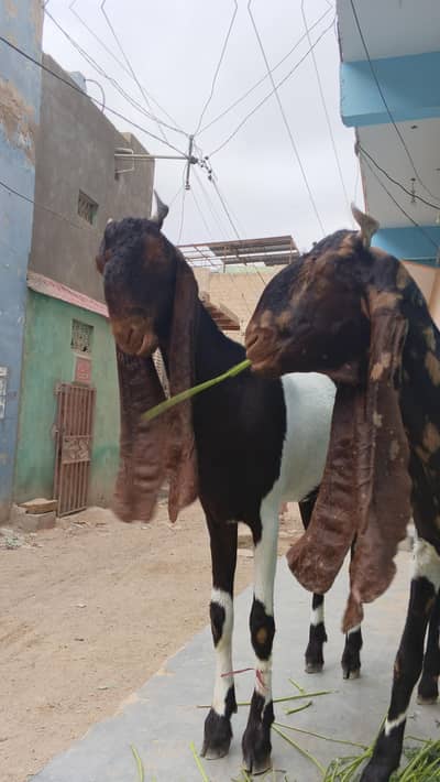 karmori or pateri