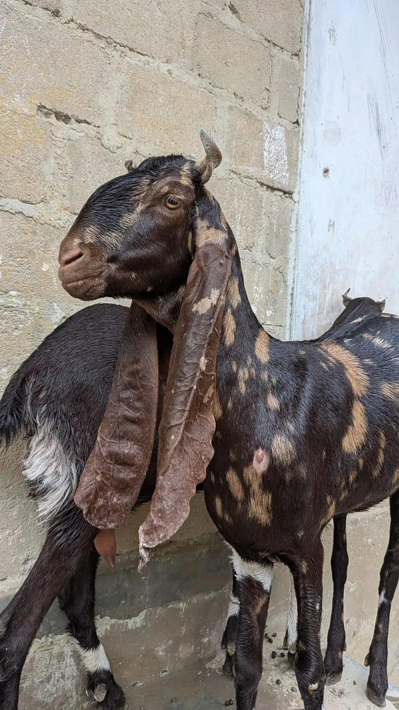 karmori or pateri — photo 2