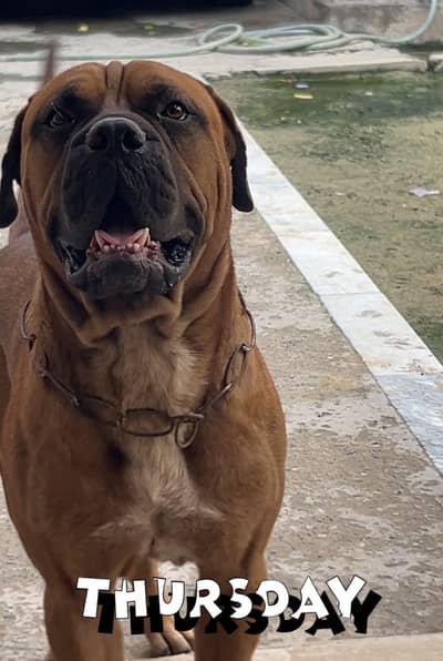 Bullmastiff KCP pedigree male available for stud