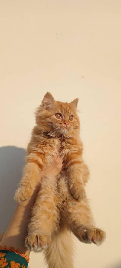 Persian Cats
