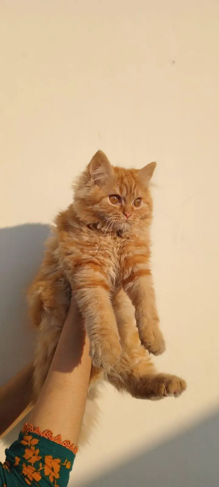 Persian Cats — photo 2