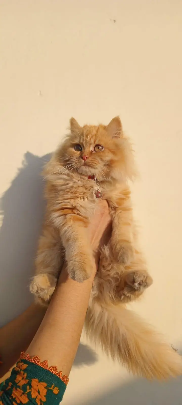 Persian Cats — photo 3
