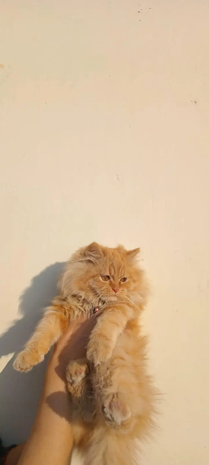 Persian Cats — photo 4