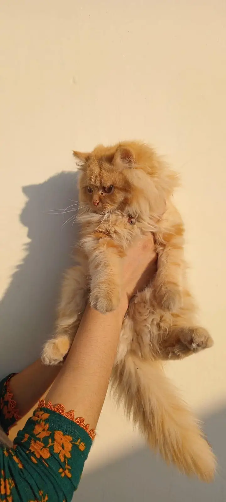 Persian Cats — photo 5
