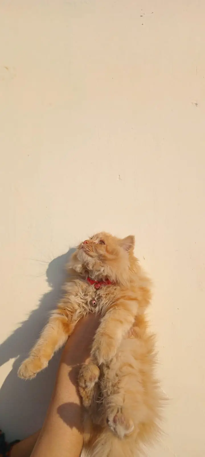 Persian Cats — photo 6