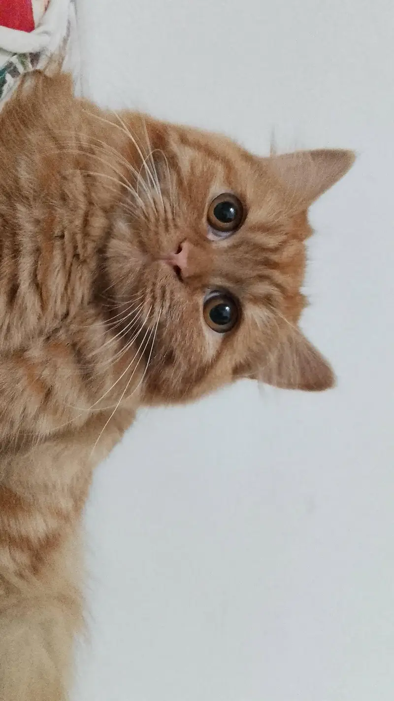 Persian Cats — photo 7
