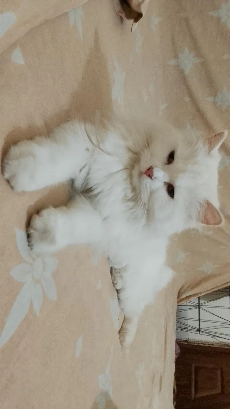 Persian Cats — photo 8