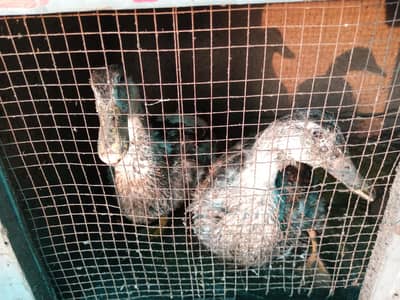 ducks