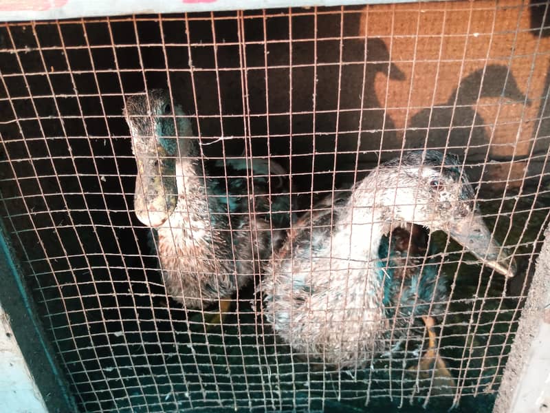 ducks 0