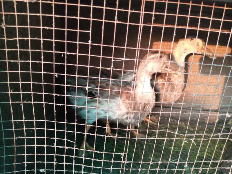 ducks 1