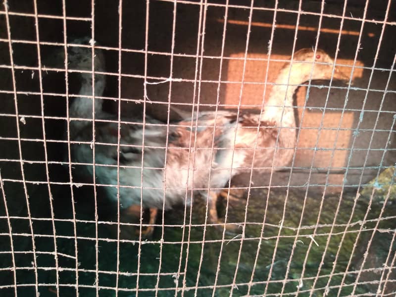 ducks 4