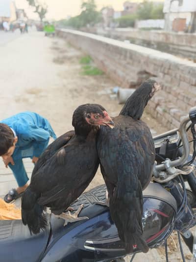 2 urgent aseel hen+ 1 aseel cocker patha