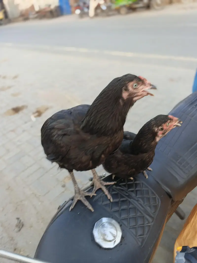 2 urgent aseel hen+ 1 aseel cocker patha — photo 2