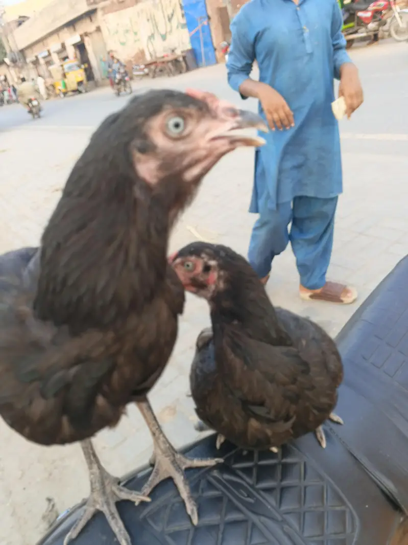 2 urgent aseel hen+ 1 aseel cocker patha — photo 3