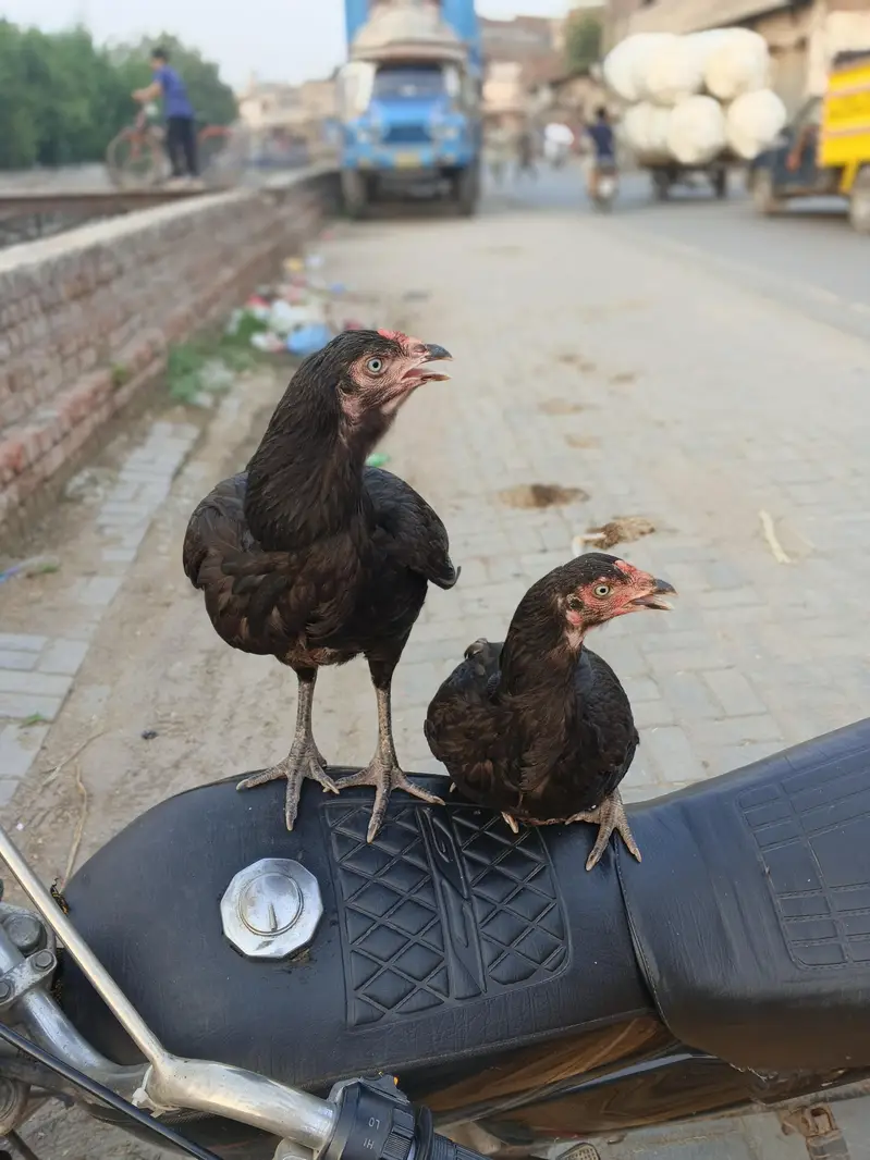 2 urgent aseel hen+ 1 aseel cocker patha — photo 4