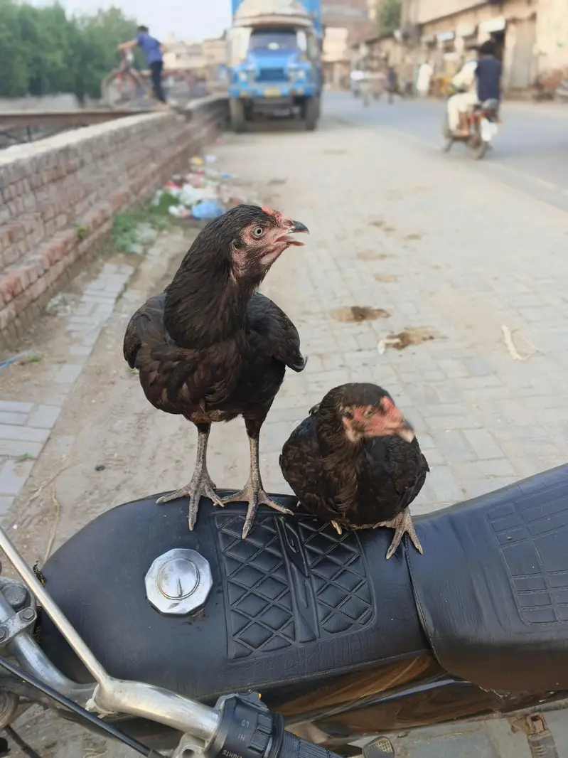 2 urgent aseel hen+ 1 aseel cocker patha — photo 5