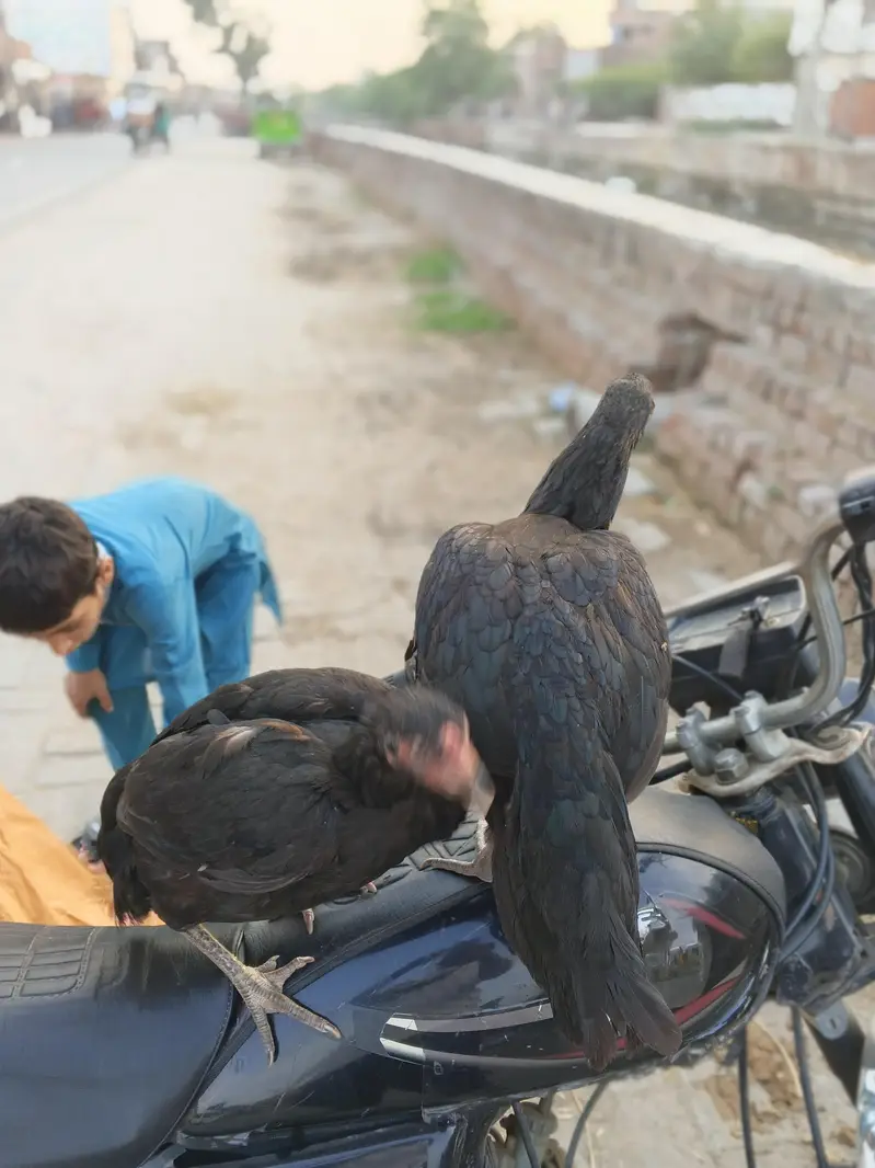 2 urgent aseel hen+ 1 aseel cocker patha — photo 6