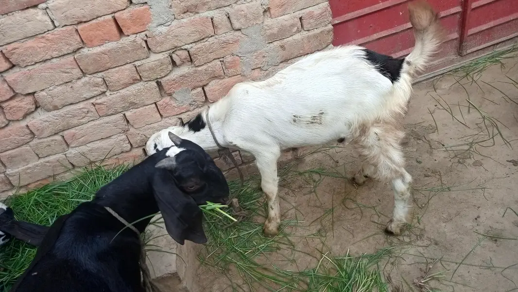 jis Bhai ko chahiay 3 bakray hein Jo sale Karne Hein — photo 2