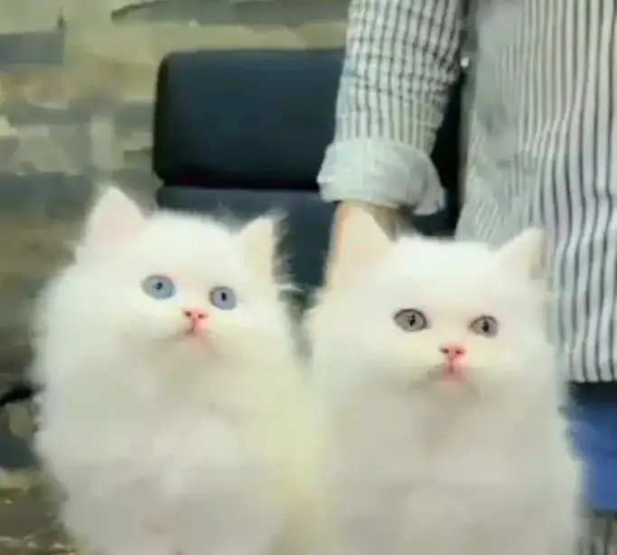 persian cat for sale — photo 2