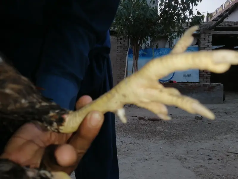 Aseel murga — photo 3